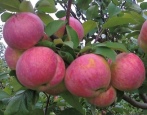 Apfelbaum Bratchud