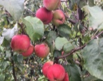 Apfelbaum Preiselbeere