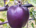 Apple Tree Black Diamond