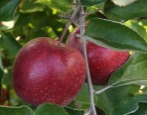 Apfelbaum Schwarzer Prinz