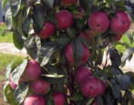Zuilvormige appelboom Chervonets