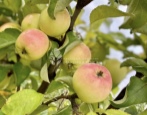 Dachnaya-appelboom