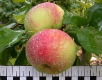 Apfelbaum Dessertnoe Isaeva