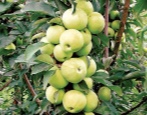 Zuilvormige appelboom dialoog