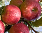 Apfelbaum Jonagold