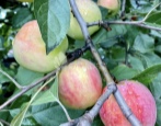 Obrazovka jabloňového stromu