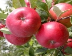 Apple Tree Enterprise