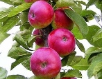 De zuilvormige appelboom van Yesenia