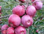 Apfelbaum Florina