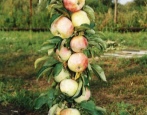 Säulenförmige Apfelgirlande