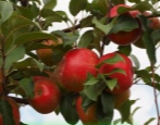 Apfelbaum Honig Crisp
