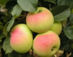 Apfelbaum Imrus