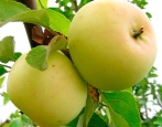 Apfelbaum Iset weiß