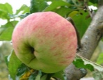 Apfelbaum auserwählt