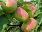 Apfelbaum Qandil Sinap