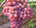 Grape Kishmish Radiant