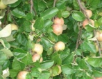Apfelbaum-Bonbon