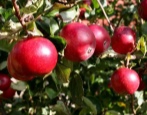 Apfelbaum früh