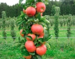 Zuilvormige appelboom Idol