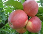 Apfelbaum Ligol