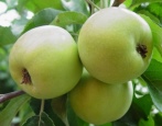 Apfelbaum Lyubava