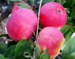 Apfelbaum Robinovka