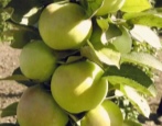 Zuilvormige appelboom Malukha