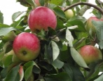 Apfelbaum Melba
