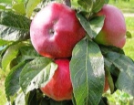 Zuilvormige appelboom Ostankino