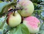 Apfelbaum Persisch
