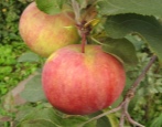 Apfelbaum Pervouralskaya
