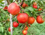 Apfelbaum Pinova