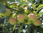 Apfelbaum-Geschenk für Gärtner