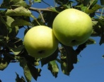 Apfelbaum Schneeglöckchen