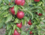 Zuilvormige appelpoëzie
