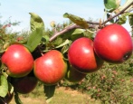 Apfelbaumrüstung