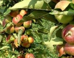 Zuilvormige appelboom Priokskoe