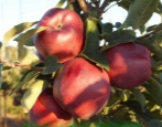 Apfelbaum Roter Häuptling