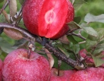 Apfelbaum Red Ketty