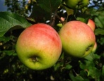 Apfelbaum Sinap Nord