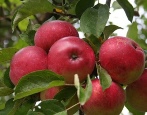 Appelboom Rots