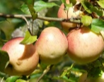 Apfelbaum Sokolovskoe