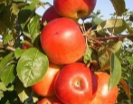 Apfelbaum von Syabryn