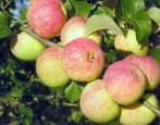Apfelbaum Tolunay