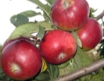 Zuilvormige appelboom Triumph
