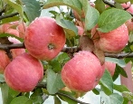 Apfelbaum-Uralette