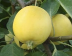 Apfelbaum Ural Nalivnoe