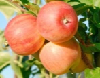 Apfelbaum Ural Pink