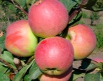 Apfelbaum Uspenskoe