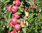 Zuilvormige appelboom Vasyugan